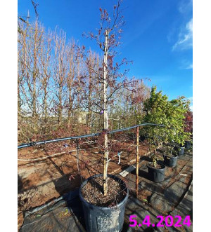 Acer palm. 'Tamukeyama' C 130 L